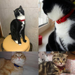 Luxurious Flocked Cat Collar: The Ultimate Pet Accessory For Style And