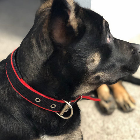Durable Dog Collar - Red/Black